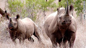 Minus rhinos, Big Five will become Big Four. 