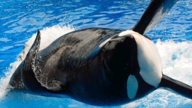 California Bill Would Ban Orca Shows At Seaworld
