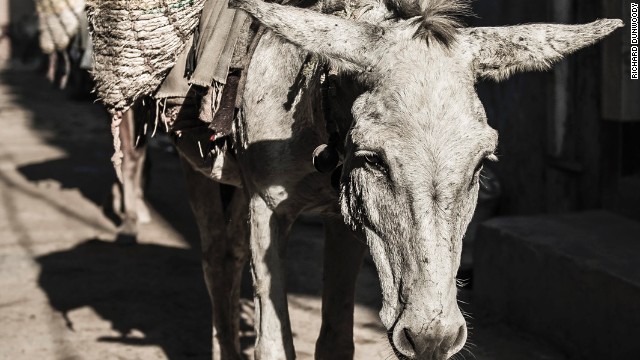 A tired working donkey carrying construction materials in a slum in Delhi, India.