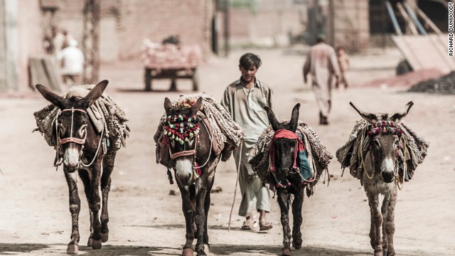 Working donkeys at a brick kiln in Gujranwala in Pakistan. The owners take great pride in them, often adorning their bridles with tassels and cloths.