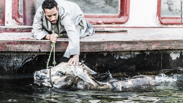 A carriage driver washes his mule's head in the Nile from a riverboat in Egypt. Tourism is not quite so buoyant in Luxor and drivers are finding it extremely hard to make a living.