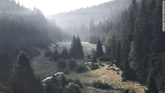 Forest scenes from Sumava National Park, Czech Republic.