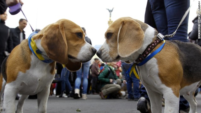 Two puppies wearing the colors of Ukraine's national flag smell each other during a dog reunion at the Independence Square in Kiev, Ukraine, on March 15.