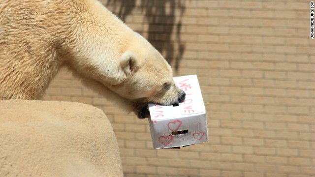 Wang, el conmovedor oso polar con el corazón roto
