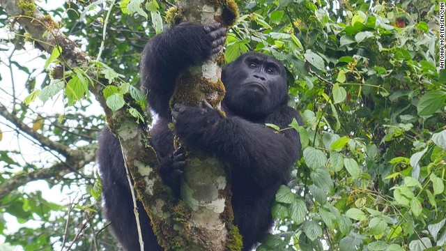 "I observed gorillas' powerful arms, elegant posture, and occasional eye contact made me feel connected."