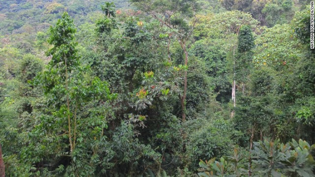 Bwindi Impenetrable National Park covers 32,000 hectares and is known for its exceptional biodiversity, with more than 160 species of trees and over 100 species of ferns.