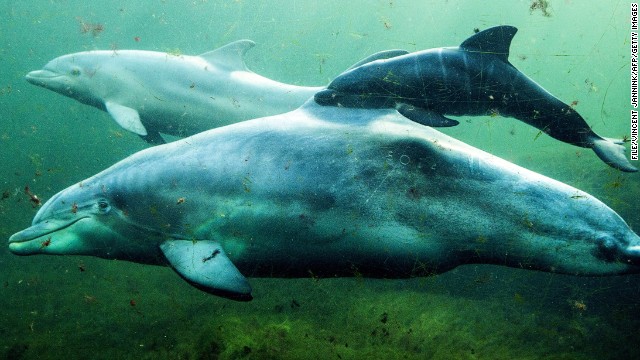 Delfines militares de Ucrania cambiarán de nacionalidad y se unirán a la Marina rusa
