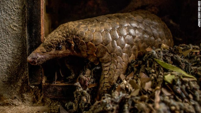 The most trafficked mammal you've never heard of -