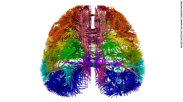 This is a 3-D view of connections in the brain originating from different cortical areas. 