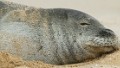 mediterranean monk seal 
