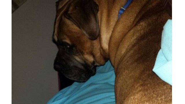 Photo of the Day: Bullmastiff in the Middle of the Bed