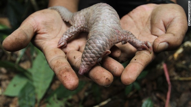 A baby pangolin, the target of illegal poachers.