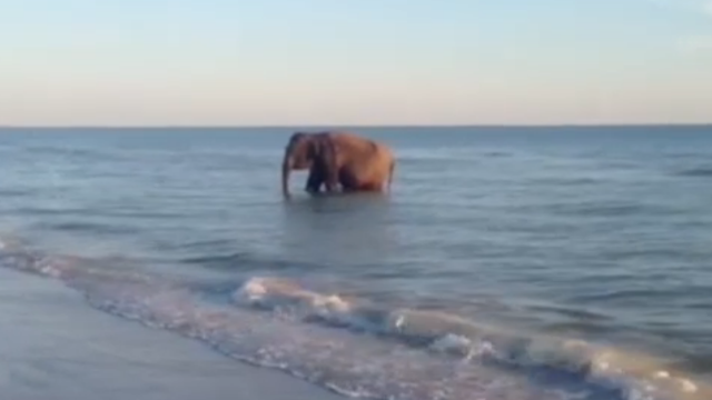 ¿Qué hace este elefante en una playa de Florida?