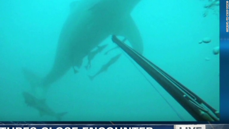 Diver Fights Shark With Spear Captures On Gopro Video 