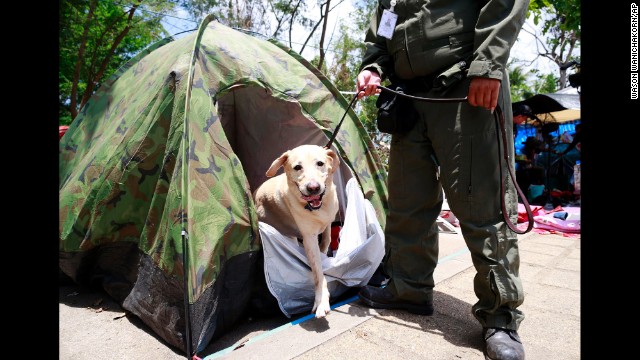 A police dog searches a tent at the pro-government demonstration site outside Bangkok on May 23.