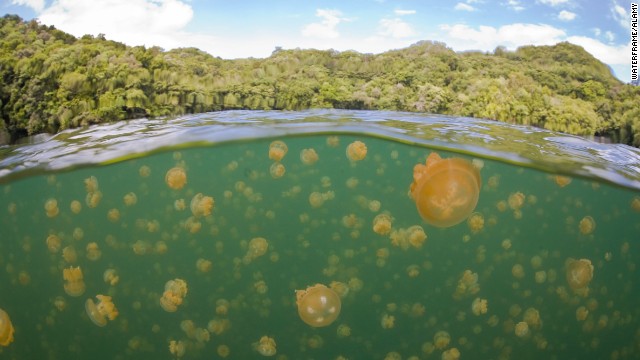 No jellyfish will sting you when you swim or snorkel in Palau's Jellyfish Lake.