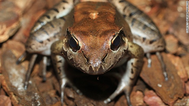 This critically endangered amphibian may not look appetizing, but it's considered a delicacy in Dominica and Montserrat. Only 8,000 of them are estimated to be left in the world. 