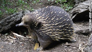 One of only two mammal species to lay eggs, the echidna is being helped by breeding programs in zoos.