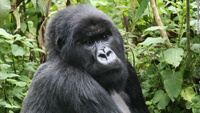 The practice of hunting gorillas for meat has pushed the species to the brink of extinction. While the sale of gorilla meat is illegal, markets still sell them in the Republic of the Congo in western Africa. 