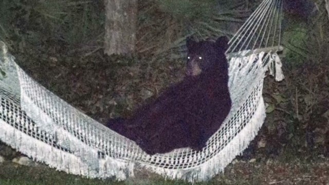 "¡Hay un oso en mi hamaca!"