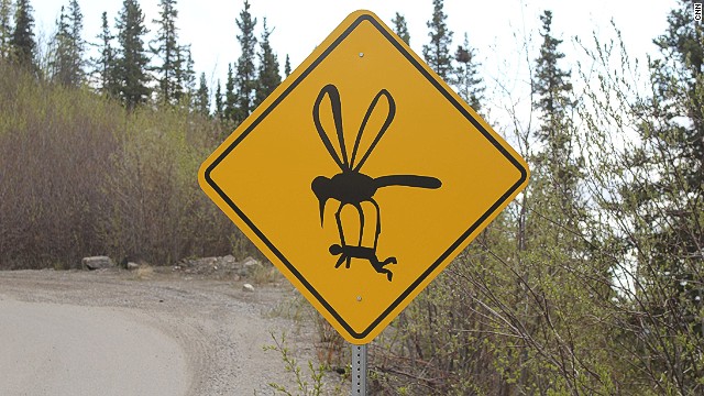 Humorous signage along steep, winding Grande Drive in Denali, Alaska, is meant to get a laugh out of drivers. And keep them focused on the cliff-laden road. Massive mosquitoes are a (normally) not-so-funny feature of the Alaskan wilderness. 