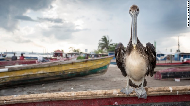 A pelican rests on a fishing boat in Old Harbour Bay, Jamaica.