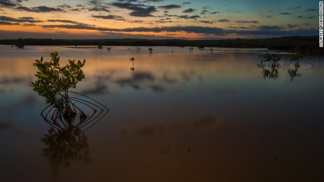 Mangrove trees are reflected in a lagoon at sunset in the Portland Bight Protected Area.