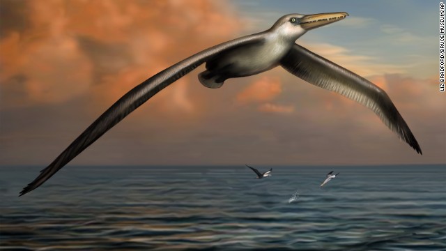 Científicos descubren a 'Pelagornis', el ave marina más grande de la historia