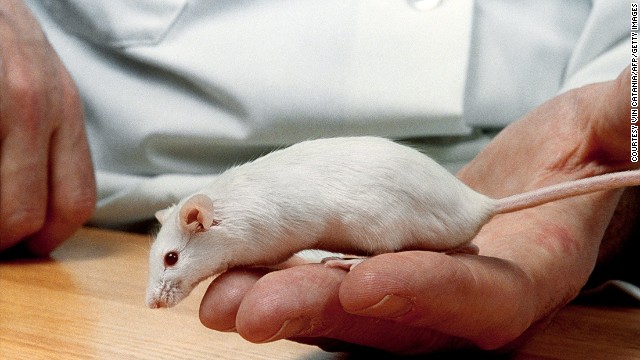 The transgenic mouse (one with alien genes introduced into its DNA) was the first animal to be granted a patent by the US Patent Office.