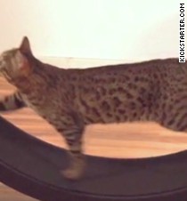 giant hamster wheel for cats