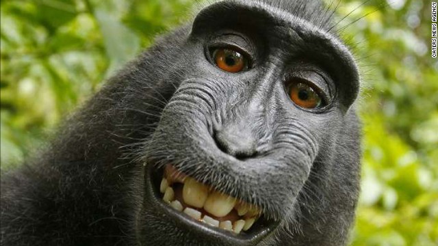 Cuando un mono se hace una selfie...