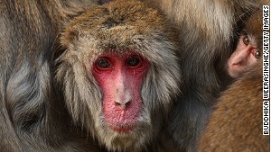 The Iwatayama Monkey Park is home to over 100 Japanese macaques. 