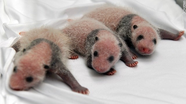 World's first surviving panda triplets