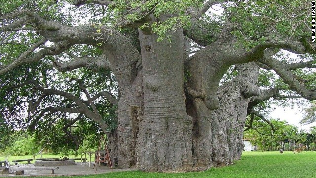 Located near Modjadjiskloof in South Africa's Limpopo province, the Sunland Baobab Estate is home to the famous Baobab Tree bar.