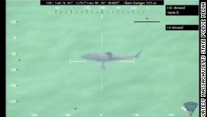 Evacuan una playa de Massachusetts por la presencia de un gran tiburón blanco