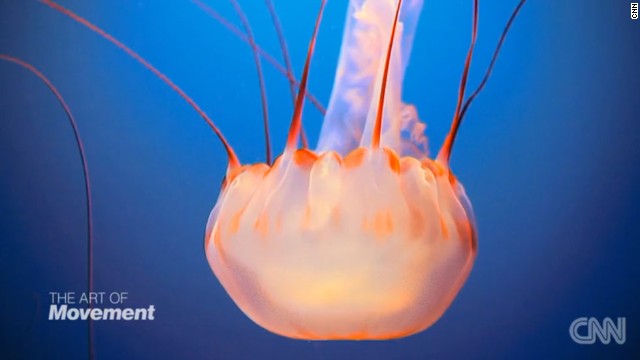 Download Real Polyp Immortal Jellyfish Pictures