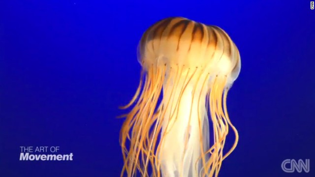 ¿Tienen las medusas el secreto de la vida eterna?