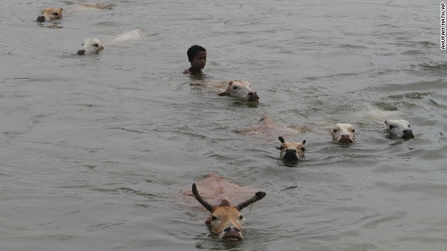 A boy tries to take his cattle to a safer place in Burhaburhi, India, on August 25.