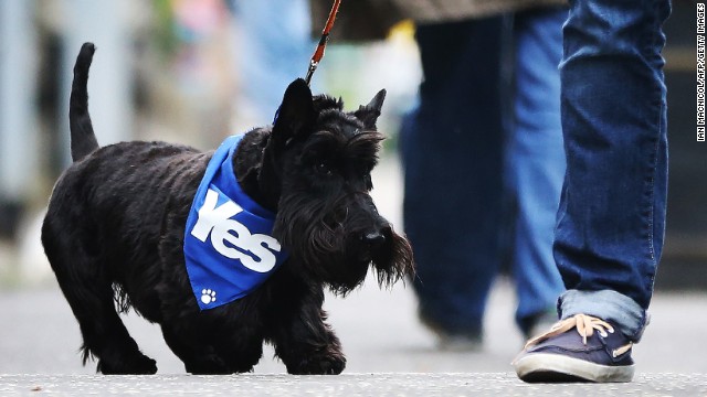 A dog wearing a pro-independence bandana walks down a street September 18 in Glasgow.