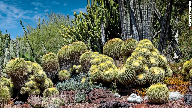 The Huntington Gardens in San Marino, California, are home to one of the most extensive cultivated collections of botanical exploration in the world. The collection includes two-thirds of the world's known species of aloe. The Desert Garden, pictured, includes rare golden barrel cacti, the ribs of which expand and contract as they store and use water.