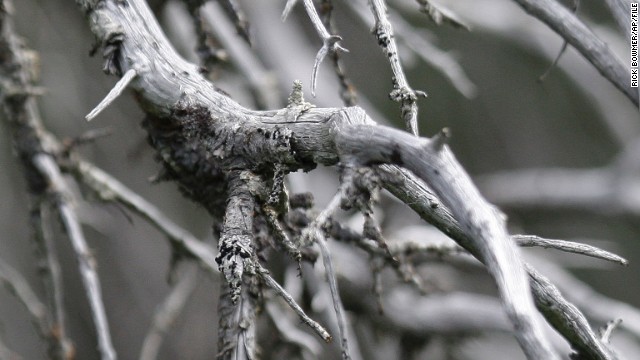 <strong>Deforestation: </strong>Climate change has not been kind to the world's<strong> </strong>forests. Invasive species such as the bark beetle, which thrive in warmer temperatures, have attacked trees across the North American west, from Mexico to the Yukon. <a href='http://www.colorado.edu/news/releases/2012/03/14/discovery-pine-beetles-breeding-twice-year-helps-explain-increasing-damage#sthash.PCdFWhdi.dpuf' target='_blank'>University of Colorado researchers have found</a> that some populations of mountain pine beetles now produce two generations per year, dramatically boosting the bugs' threat to lodgepole and ponderosa pines. In this 2009 photo, dead spruces of the Yukon's Alsek River valley attest to the devastation wrought by the beetles.