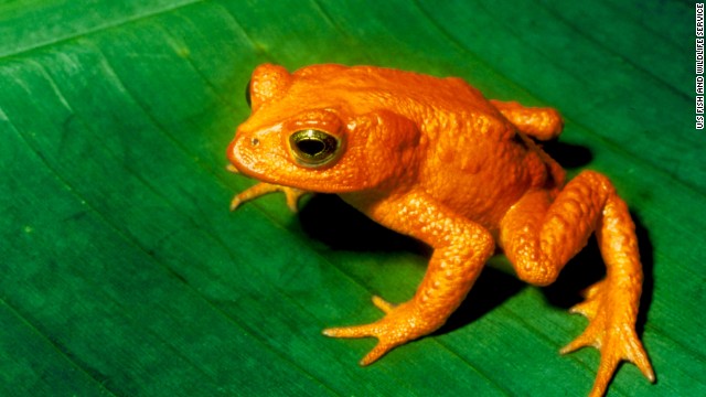 <strong>Endangered species: </strong>Polar bears may be the poster child for climate change's effect on animals. But scientists say climate change is wreaking havoc on many other species -- including birds and reptiles -- that are sensitive to fluctuations in temperatures. One, this golden toad of Costa Rica and other Central American countries, has already gone extinct.