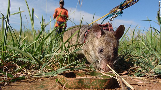 In 2006, Apopo started testing rats on the mine fields in Mozambique, a country that at that time was one of the worst affected by landmines, thanks mainly to a civil war that ended in 1992. 