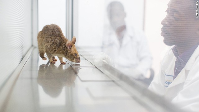 Apopo also trains rats to sniff out TB. Currently, the NGO's rodents are screening TB samples in Dar es Salaam, Tanzania and Maputo, Mozambique.