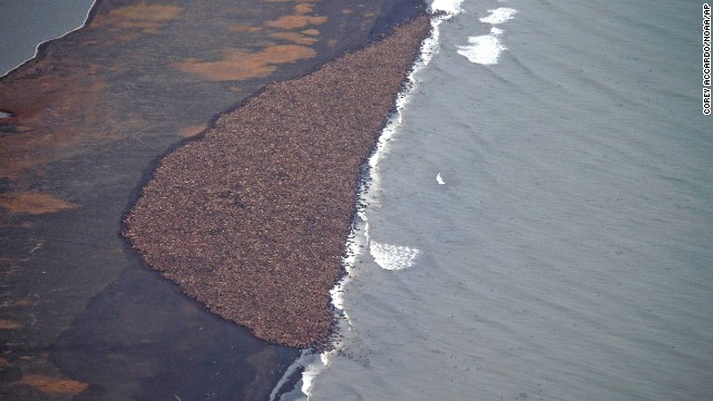 FOTOS: 35.000 morsas se 'congregan' en una playa de Alaska