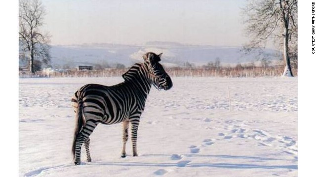 Mombasa was presented to Witheford as a challenge after he was overheard in a pub boasting how he could tame a zebra.