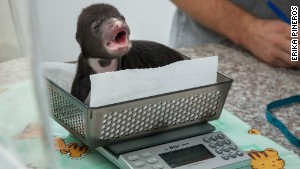 Sun bear cub \'Jammy\'\' is weighed at the Bear Quarantine Center at the Phnom Tamao Wildlife Rescue Center.