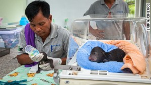 Cambodian keeper Kem Sun Heng feeds sun bear cubs \