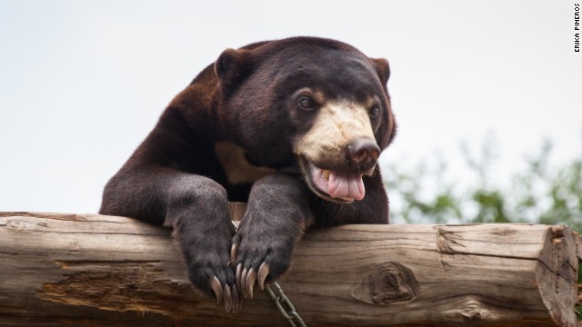 One of Free The Bears' rescued sun bears plays in one of the many enclosures housing over 130 bears at Phnom Tamao Wildlife Rescue Center. <a href='http://www.erikapineros.com/' target='_blank'>Photo by Erika Pineros.</a>