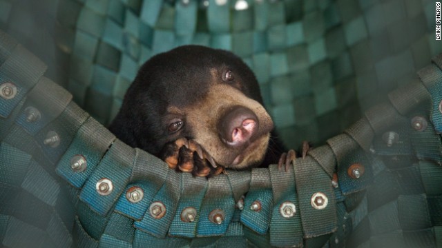 A sun bear takes a nap in one of Free The Bears' hammocks at the Phnom Tamao Wildlife Rescue Center near Phnom Penh. <a href='http://www.erikapineros.com/' target='_blank'>Photo by Erika Pineros.</a>